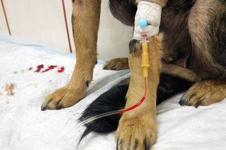 dropper in the paw of a seriously ill dogの写真素材