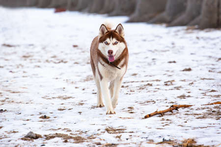 beautiful husky with red hair walks and blue eyes on the beachの写真素材