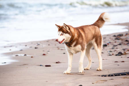 beautiful husky with red hair walks and blue eyes on the beachの写真素材