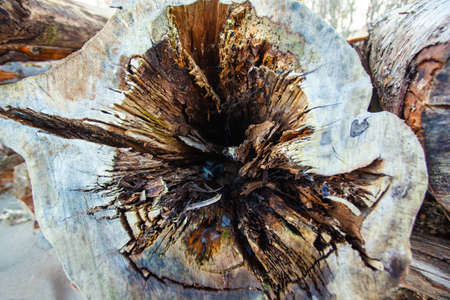 rotten core of a tree trunk, texture