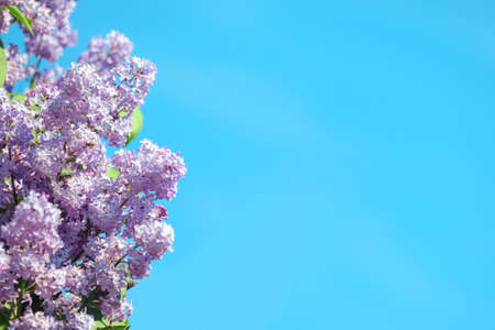 blossoming flowers of purple lilac against bright blue sky with the onset of springの写真素材