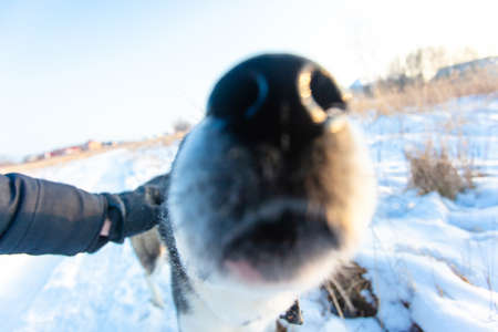 the dog puts his nose in the camera, blurredの写真素材