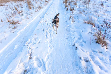 cheerful gray dog fun runs through the snow on a sunny dayの写真素材