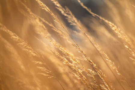 long golden grass with spikelets in the sun