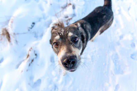 a kind gray dog with a devoted look looks into the camera while standing on the snow on a sunny day