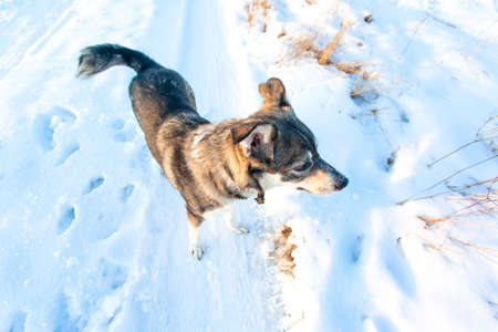 good gray dog standing in the snow on a sunny dayの写真素材