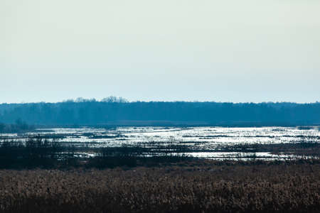 picturesque mystical landscape of marshy fields in blue colors with the silhouette of the forestの写真素材