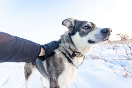 a gray dog with a contented look enjoys stroking the furの写真素材