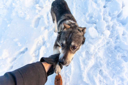 dog gives paw to owner in winter outdoorsの写真素材