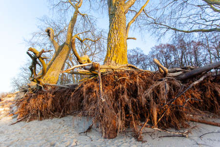trees growing on the sand with roots outの写真素材