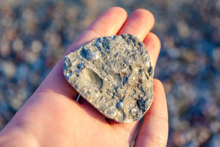 stone with traces of petrified shells on the palm