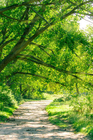 sunlit path in bright green forestの写真素材