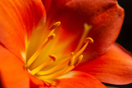 bright orange flower macro with pollen on stamens