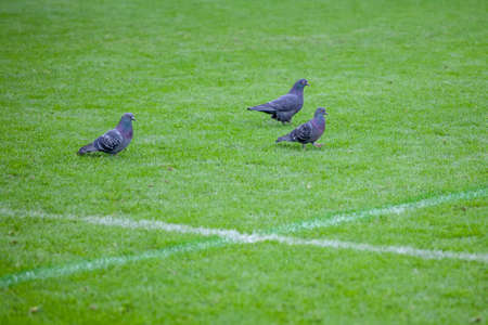 pigeons on green grass