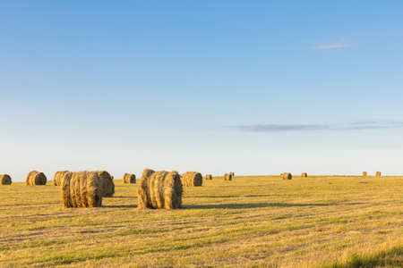 round stacks of pressed hay on the field