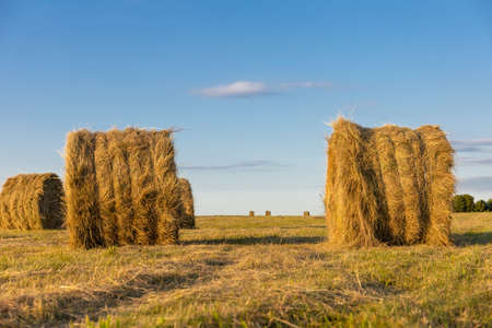 round stacks of pressed hay on the field