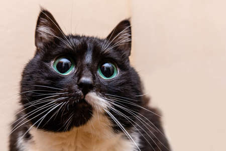 cute black cat with compassionate and touching big eyesの写真素材