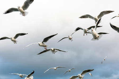 a large flock of hungry gulls in flightの写真素材