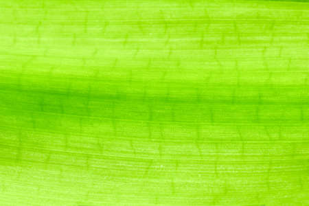 green leaf surface with a pattern, background, textureの写真素材
