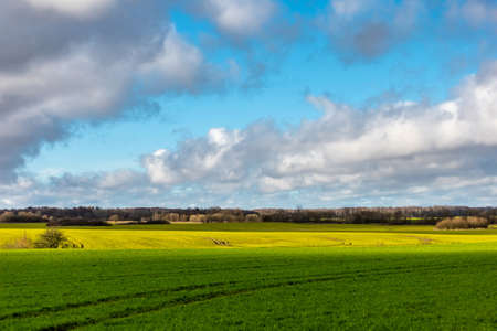 landscape photo of a green wide field under a bright blue sky with cloudsの写真素材