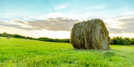 round bale of dry hay in a green fieldの写真素材