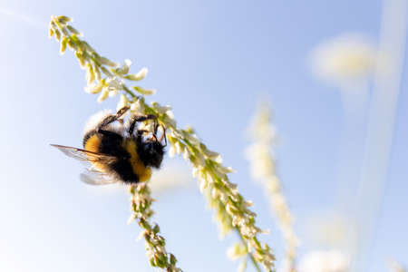 bumblebee collects nectar from a flower on a sunny dayの写真素材