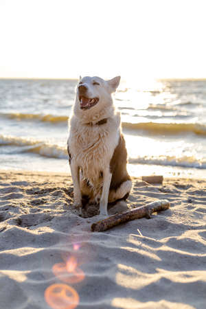 happy black and white husky sits on a sea beach at sunsetの写真素材