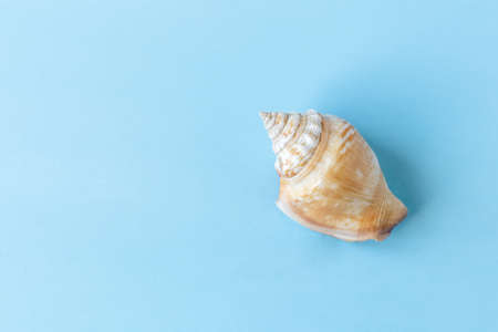 seashell on light blue background, copy space
