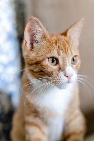 close-up of the muzzle of a ginger cute kittenの写真素材