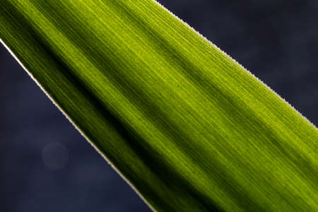 macro part of a long green leaf, abstract backgroundの写真素材