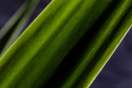 macro part of a long green leaf, abstract backgroundの写真素材