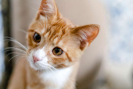 ginger cute kitten with a curious lookの写真素材