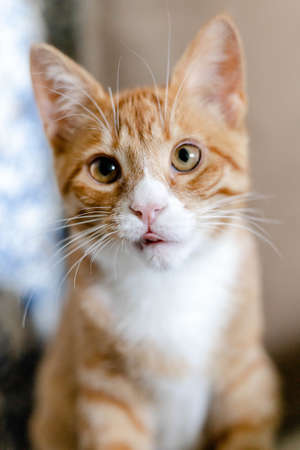close-up of the muzzle of a ginger cute kittenの写真素材