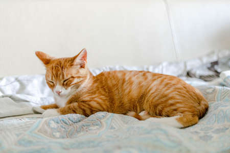 ginger cute kitten sleeping on the bedの写真素材