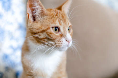 close-up of the muzzle of a ginger cute kitten