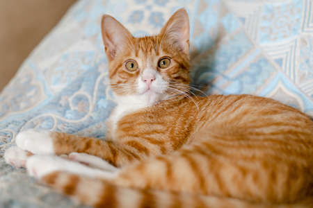 ginger lazy kitten lies on the bedの写真素材