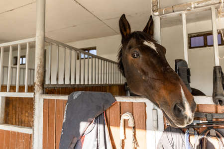 close-up of a horse's head in a stallの写真素材