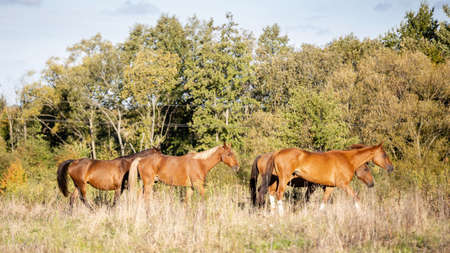 a small herd of horses walks through a wild field against the backdrop of a forestの写真素材