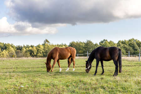 two horses graze on a green field on a farmの写真素材