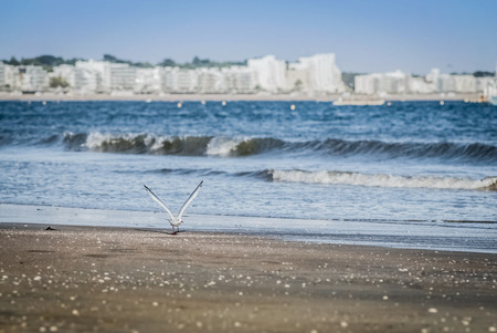 The Bauleの写真素材