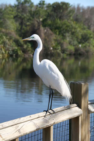 Great Egret located in the Florida Everladesの写真素材