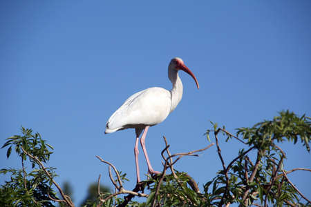Great Egret located in the Florida Everladesの写真素材