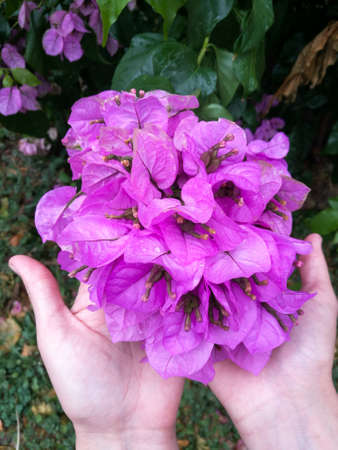 Flowers bougainvillea on the hands of a girl with raindrops on the petalsの写真素材