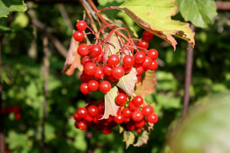 red berries on a tree in the early autumnの写真素材