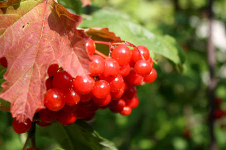 red berries on a tree in the early autumnの写真素材