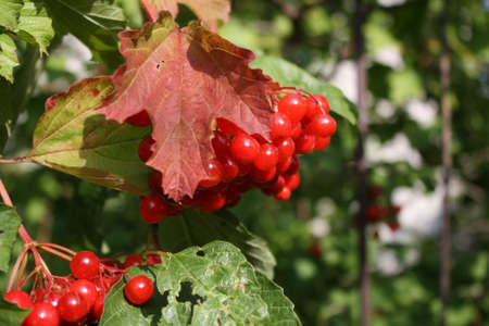 red berries on a tree in the early autumnの写真素材
