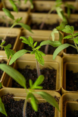 Small sprouts grown from seeds grow each in its own plastic Cup.の写真素材