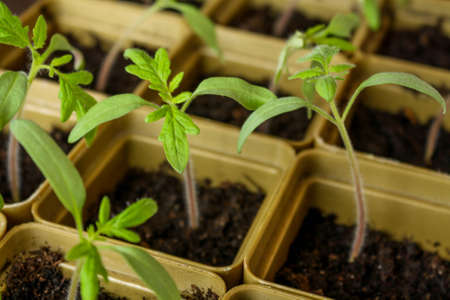 Small sprouts grown from seeds grow each in its own plastic Cup. Biological soil, tomatoes,の写真素材