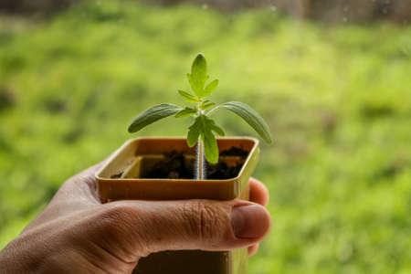 A mans hand holds a plastic pot containing a tomato sprout.の写真素材