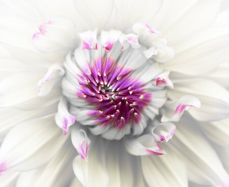 Dahlia Macroの写真素材